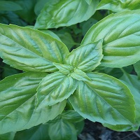 Basilic vert botte (FdC) - 1pc