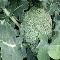 Brocoli (FDC) 100g