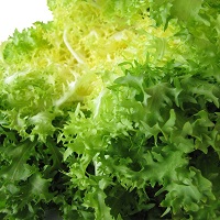 Chicorée frisée (FdC) - 1pc