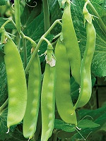 Pois mange-tout (FdC) - 50g