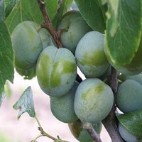 Prune Reine Claude (FR) - 250g