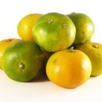 Mandarine Satsuma petit clibre (It) - 1pc