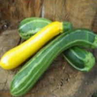 Courgette mélange (FdC) - 1pc