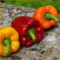 Poivron couleur mélange (FdC) - 250g