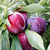 Prune rouge (BE) - 250g