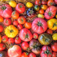 Tomate ancienne mélange (FdC) - 250g