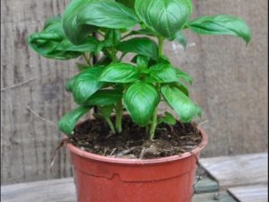 Basilic pot (3,5€)